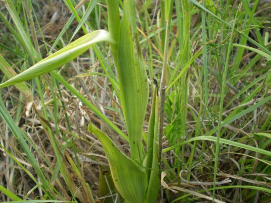 Ophrys bianca