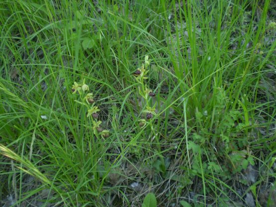 Prime Ophrys