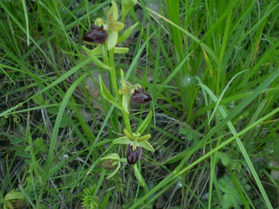 Prime Ophrys