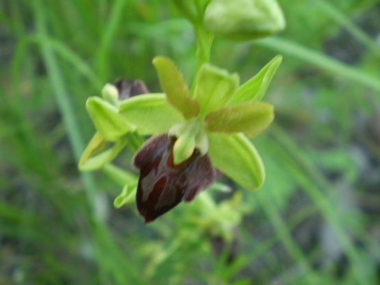 Prime Ophrys