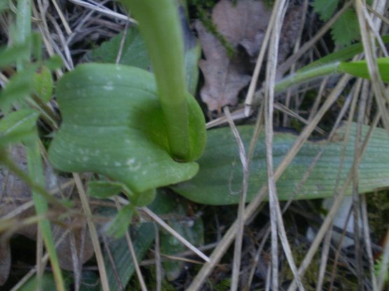 Prime Ophrys