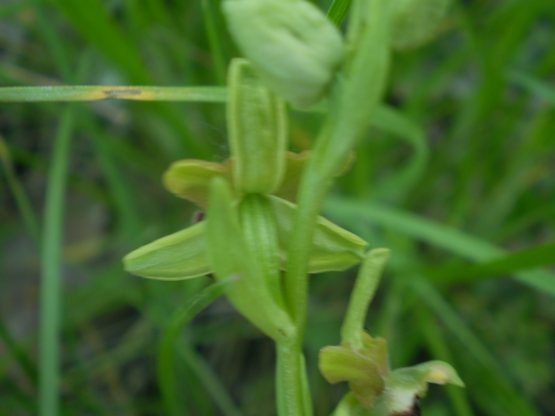 Prime Ophrys