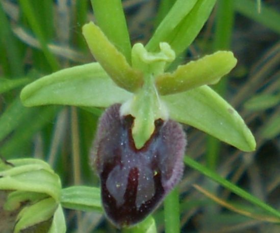 Prime Ophrys