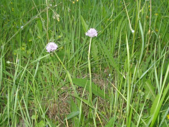 Orchis tridentata ?