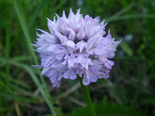 Orchis tridentata ?