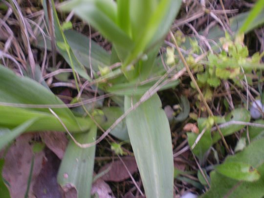 Orchis tridentata ?