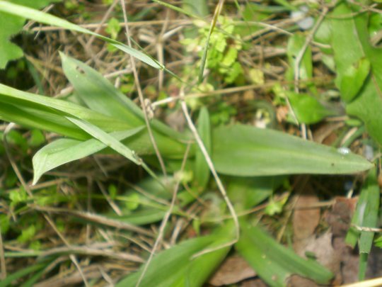 Orchis tridentata ?