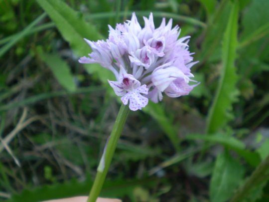 Orchis tridentata ?