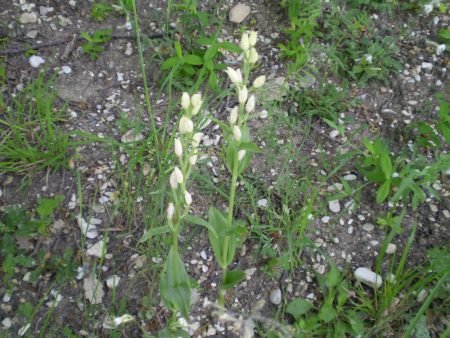 Cephalanthera damasonium