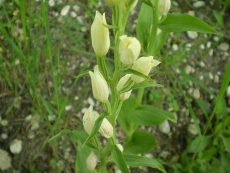 Cephalanthera damasonium