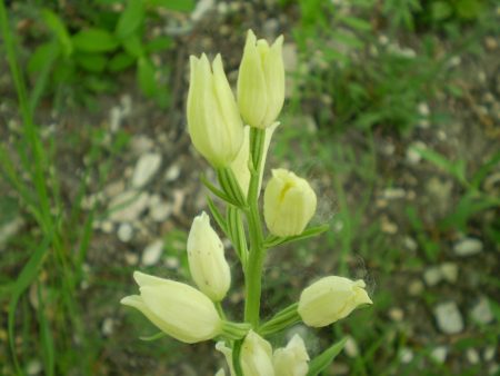 Cephalanthera damasonium