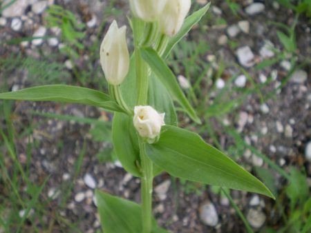 Cephalanthera damasonium