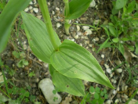 Cephalanthera damasonium