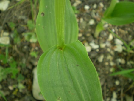 Cephalanthera damasonium