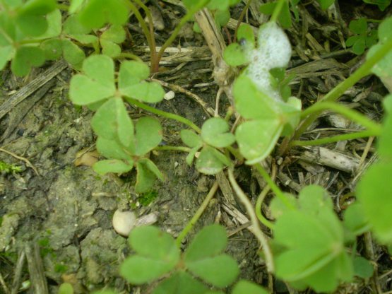 Oxalis articulata