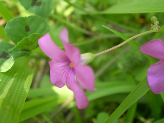 Oxalis articulata