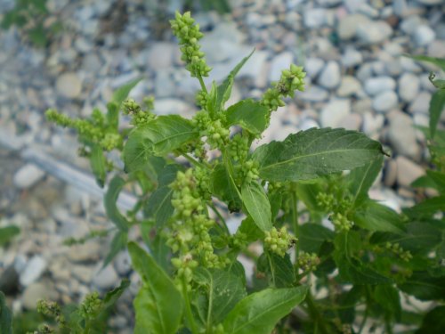 Mercurialis annua / Mercorella comune