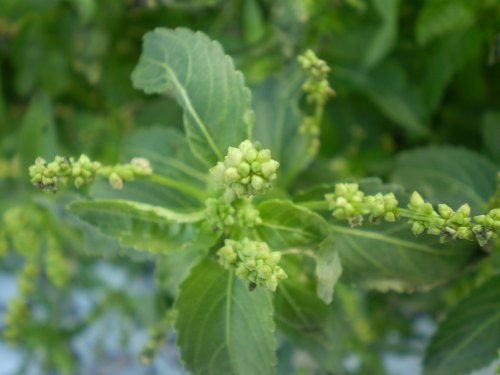 Mercurialis annua / Mercorella comune