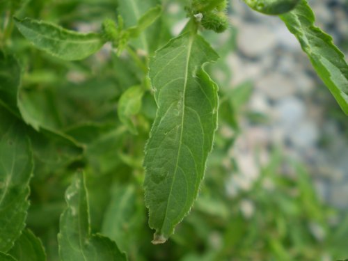 Mercurialis annua / Mercorella comune