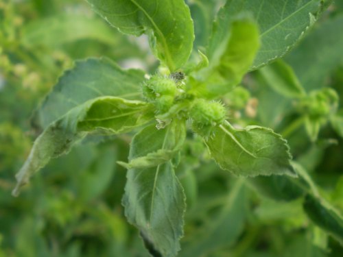 Mercurialis annua / Mercorella comune