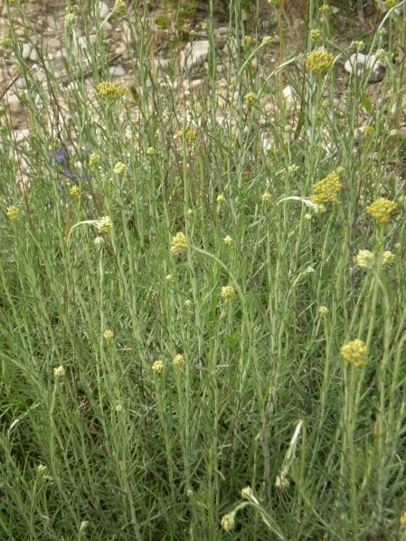 Helichrysum italicum ssp. italicum