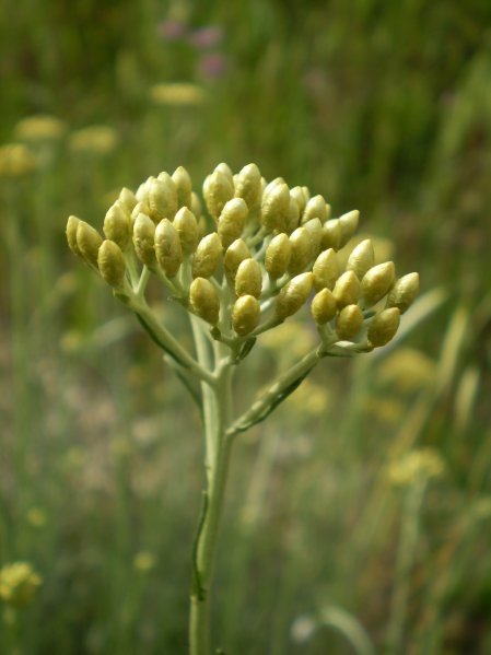 Helichrysum italicum ssp. italicum