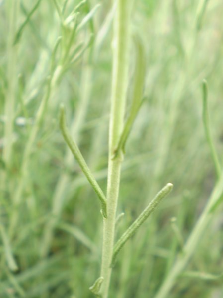 Helichrysum italicum ssp. italicum