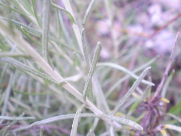 Helichrysum italicum ssp. italicum