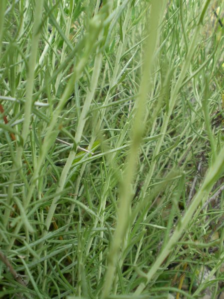 Helichrysum italicum ssp. italicum