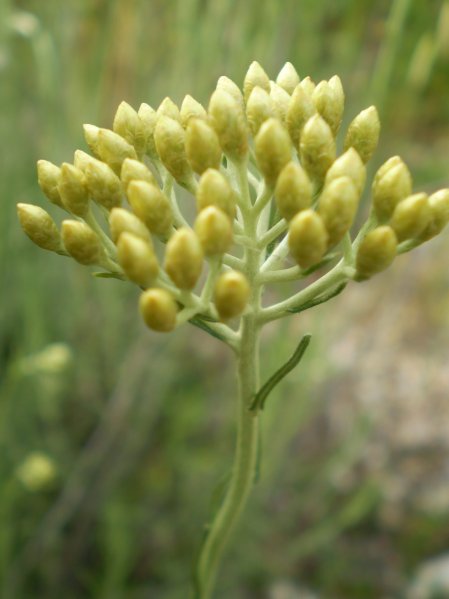 Helichrysum italicum ssp. italicum