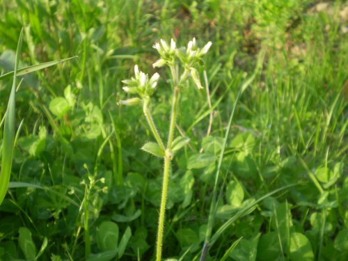 Cerastium glomeratum