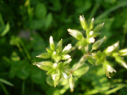 Cerastium glomeratum