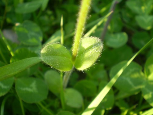 Cerastium glomeratum