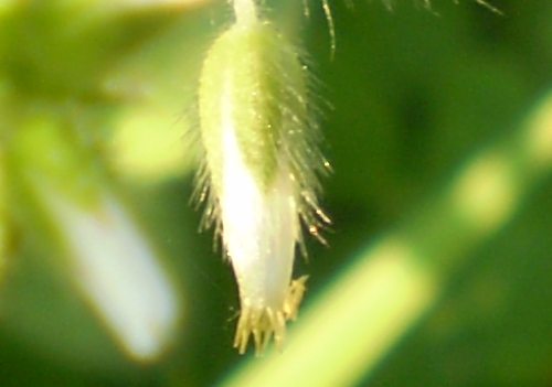 Cerastium glomeratum