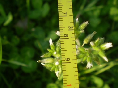 Cerastium glomeratum