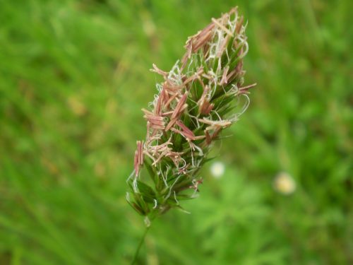 Anthoxanthum odoratum