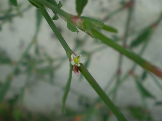 Polygonum aviculare