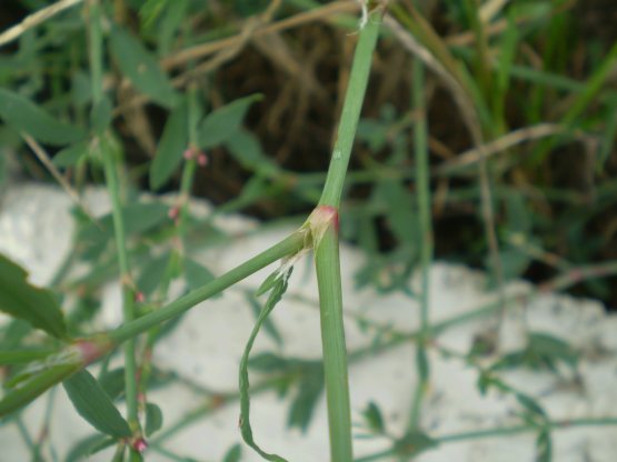 Polygonum aviculare