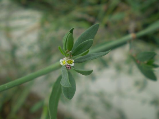 Polygonum aviculare