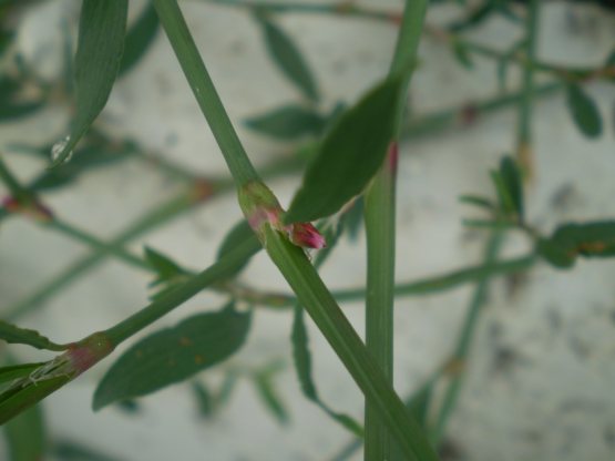 Polygonum aviculare