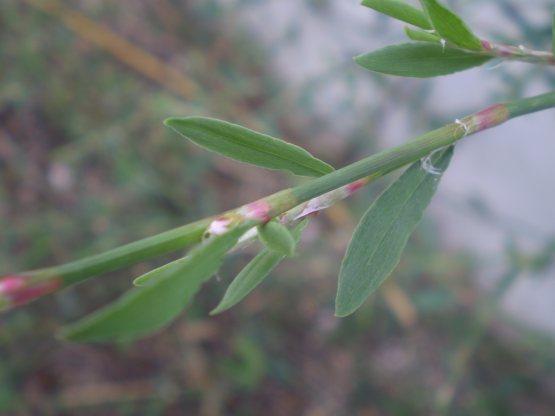 Polygonum aviculare