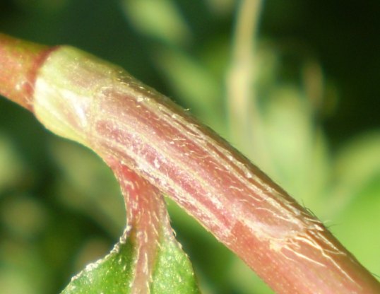 Persicaria maculosa / Poligono persicaria