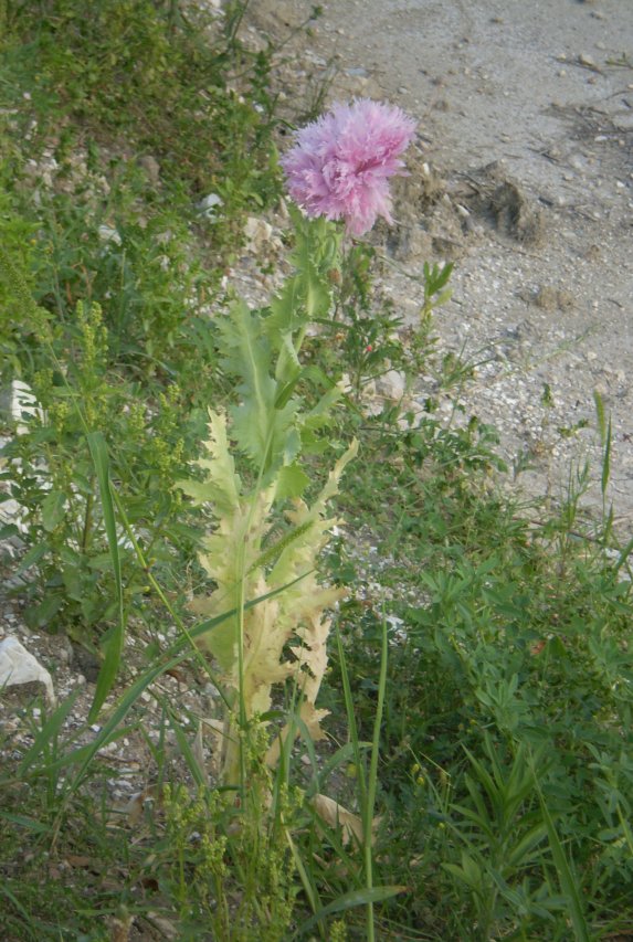 quasi in citta'' - Papaver somniferum (cultivar)