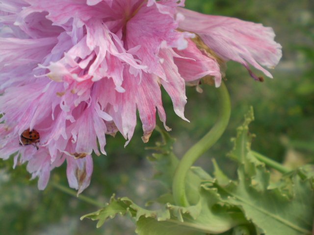 quasi in citta'' - Papaver somniferum (cultivar)