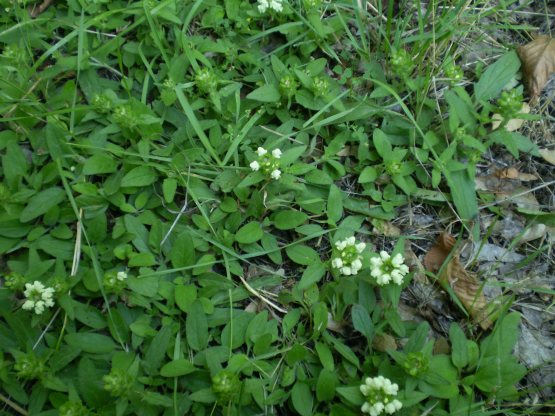 Prunella laciniata