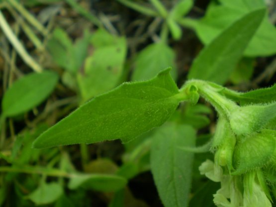 Prunella laciniata