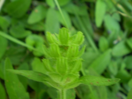 Prunella laciniata