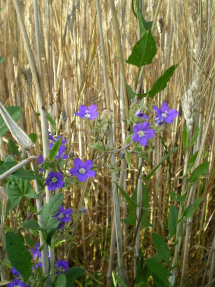 Legousia speculum-veneris e Convolvulus arvensis