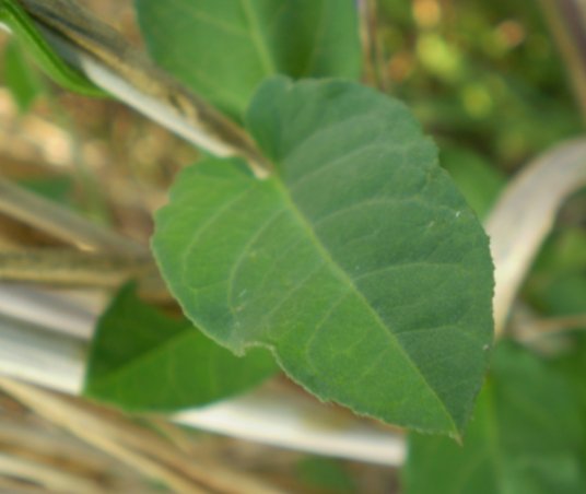 Legousia speculum-veneris e Convolvulus arvensis