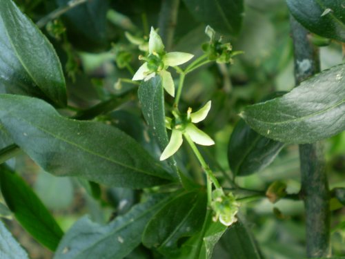 Euonymus eureopaeus